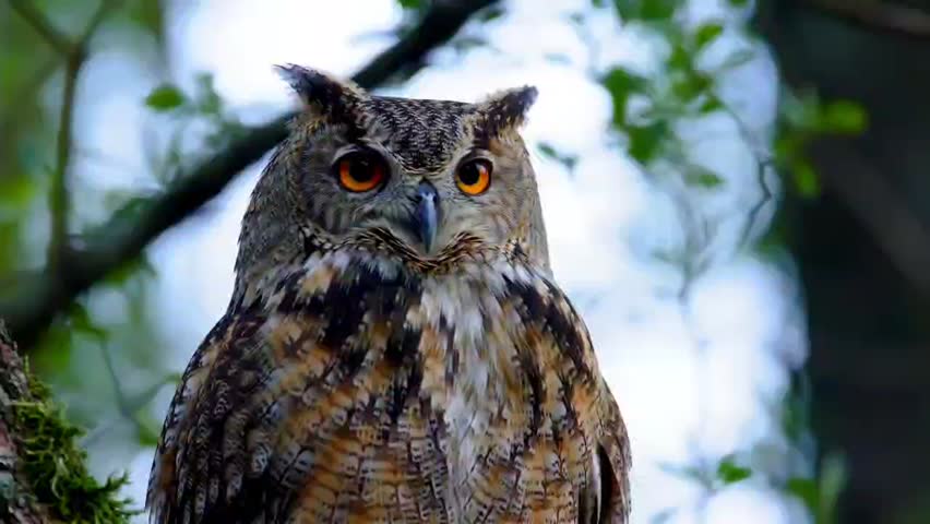 “An owl is perching on a tree branch.”