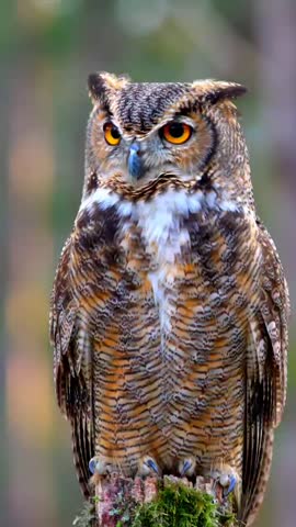 An owl is perching on a tree branch.