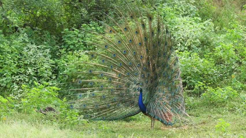 full shot of Indian peafowl or Pavo cristatus male peacock display his wings open dancing with full wingspan to attracts female partners for mating at ranthambore national park forest rajasthan india