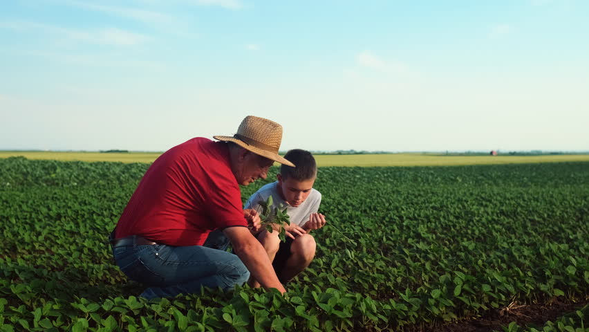 Senior farmer with his grandson standing in green soybean field examining crop at sunset.