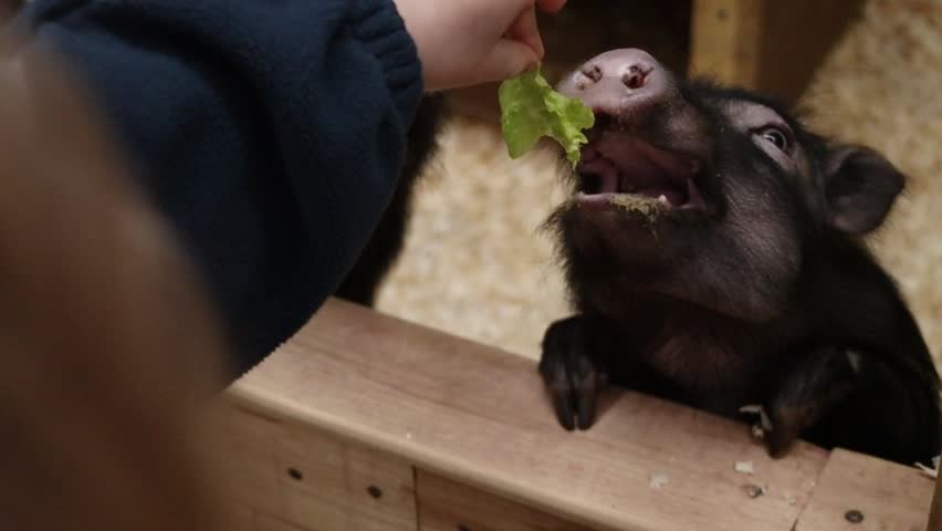 A child feeds salad to miniature pigs in a pen
