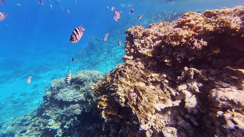 Snorkeling with the school of fish (Indo-Pacific sergeant - Abudefduf vaigiensis) and tropical coral reef. Underwater video with the fish and corals. Marine life and fish, travel footage.