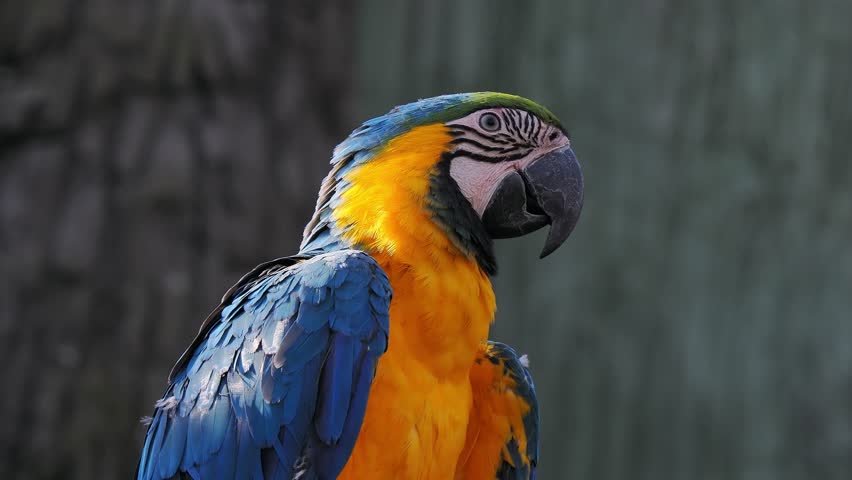 yellow and blue macaw on a blurred background, sound