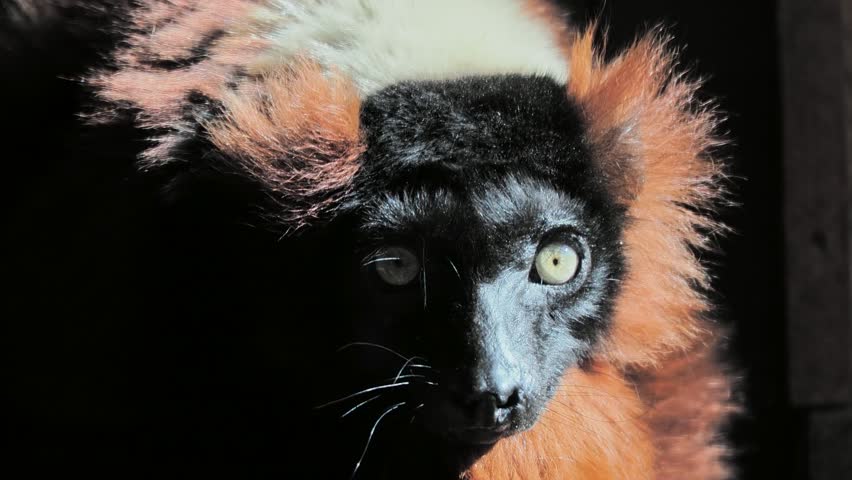 portrait of brown lemur looking at camera