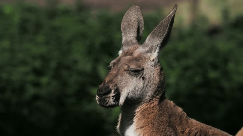 Portrait of a red kangaroo with closed eyes listening to birds singing, sound