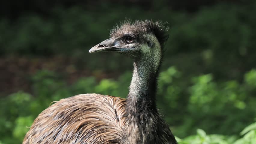 emu ostrich in the wild, sound