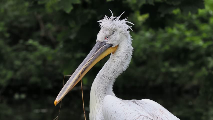 portrait of a grey pelican on a lake, sound