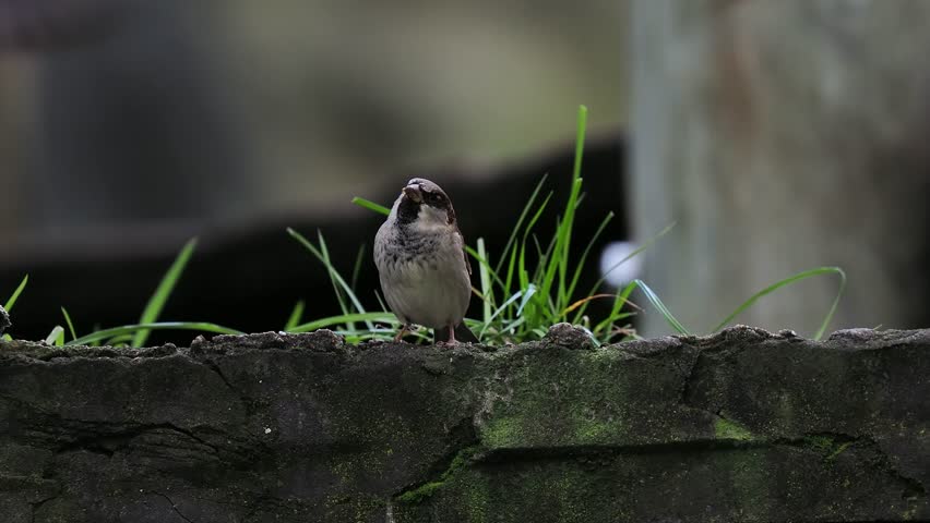 city ​​sparrow looking in different directions on a blurred background, sound