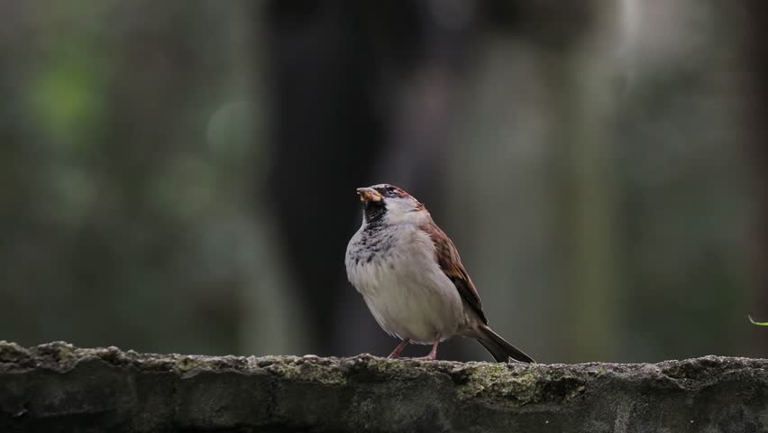 city ​​sparrow looking in different directions on a blurred background, sound