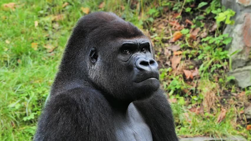 gorilla playing with a piece of apple on a green background, slow motion