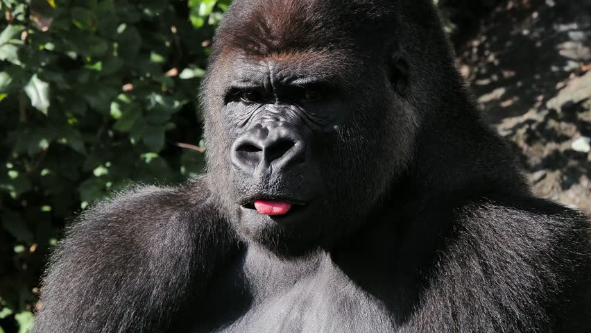 gorilla natural habitat against forest background