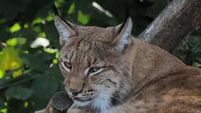 Portrait of a Carpathian lynx resting in the forest, sound - Powered by Shutterstock - Get 15% off with code: PIKWIZARD15