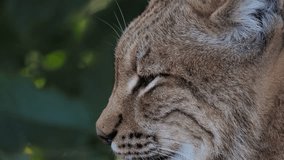 Portrait of a Carpathian lynx resting in the forest, sound - Powered by Shutterstock - Get 15% off with code: PIKWIZARD15