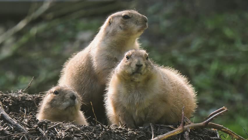 mexican prairie dog watches the events unfold, sound
