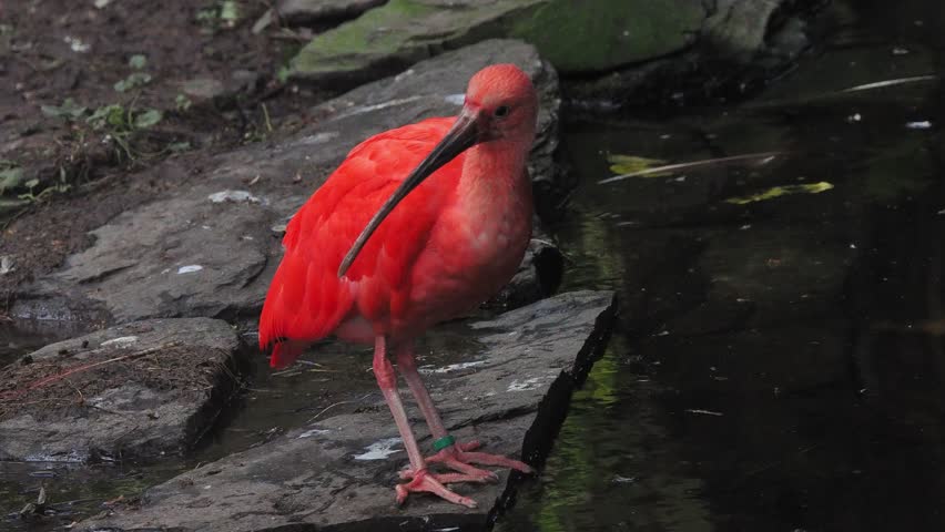 beautiful red ibis near the pond, sound