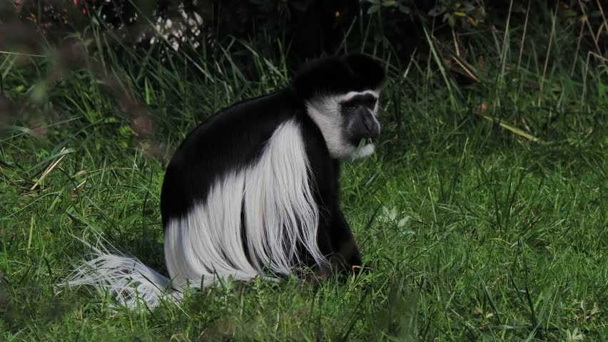 colobus monkeys eat green grass