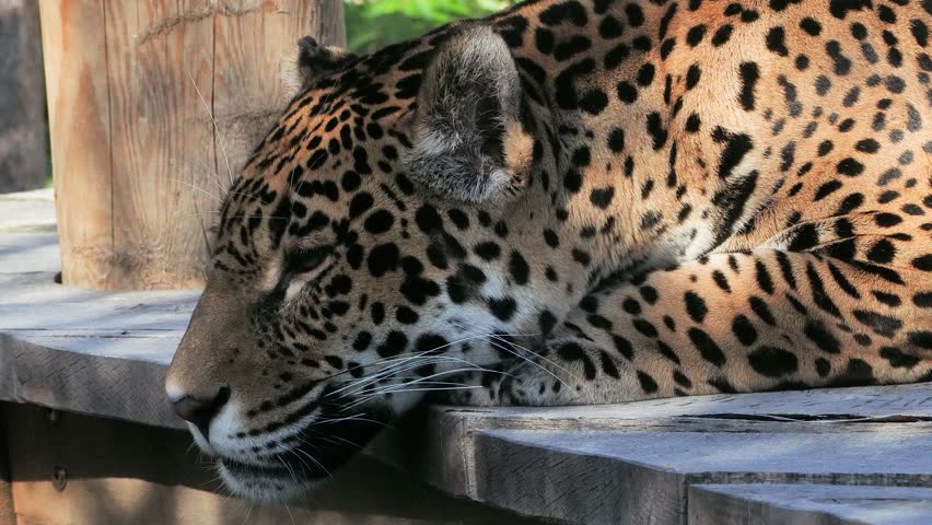 Jaguar portrait in the zoo