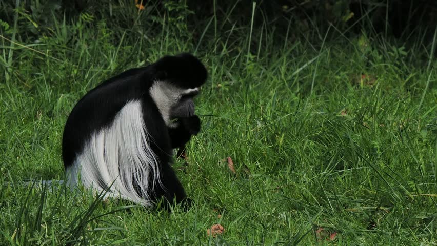 colobus monkeys eat green grass
