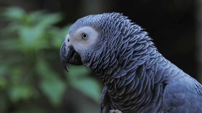 grey parrot jaco performs its song on a blurred background, sound