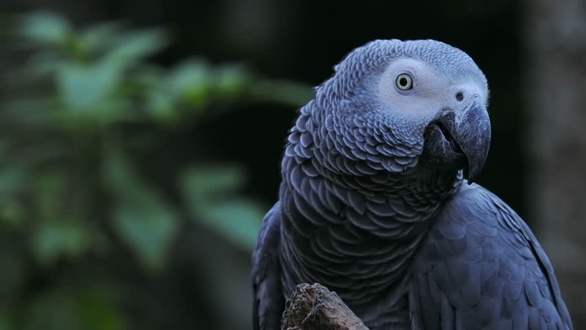 grey parrot jaco performs its song on a blurred background, sound