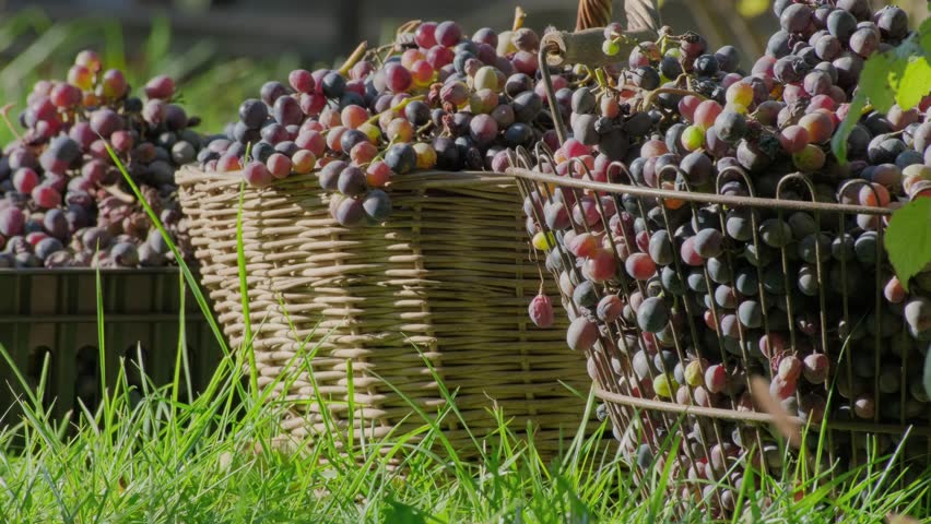Grape harvest in the vineyard. Winemaking in the family vineyards. Growing organic wine grapes for red wine production. Harvest and viticulture concept. Grapes harvesting