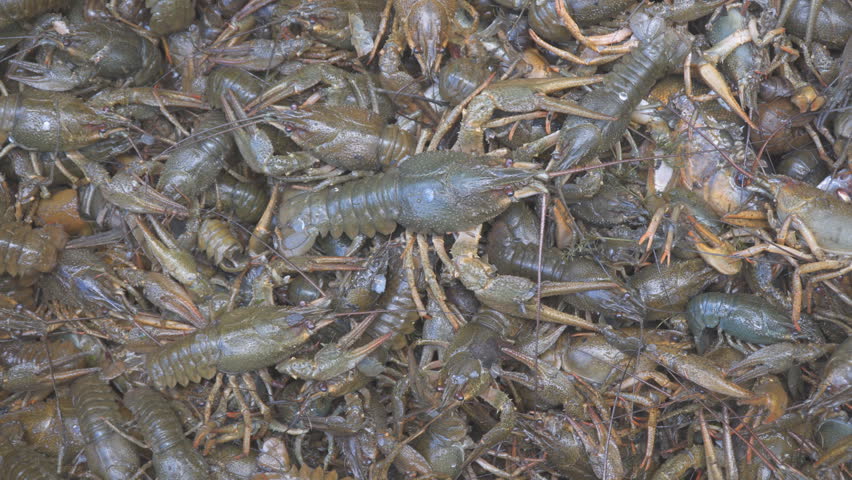 Live crayfish in a basket. A crayfish with claws crawls over a basket of crayfish