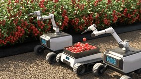 Robot is picking tomatoes in a tomato garden, Smart agriculture farming concept. - Powered by Shutterstock - Get 15% off with code: PIKWIZARD15