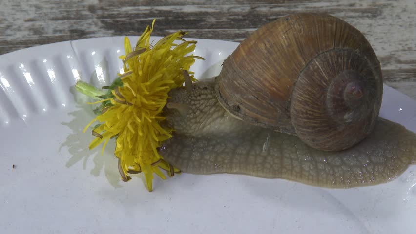 A close-up of a snail on a white disposable plate with a yellow dandelion flower — an image of the slow pace of life. Used in themes of mindfulness, slow living, and the concept of "living slowly."