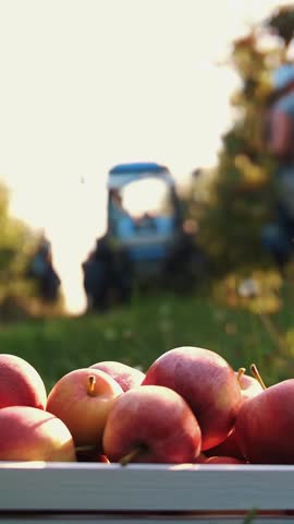 Apple harvesting. organic fruit. apple farming. close-up. wooden box with red, ripe, freshly picked, juicy, selective apples. picking apple harvest. Gardening. organic food.