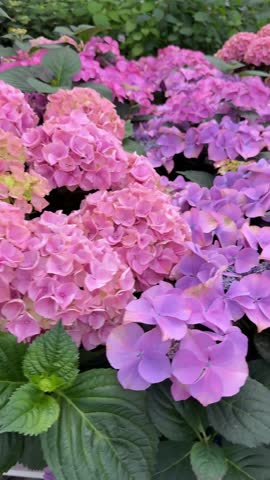 Purple blue pink hydrangea flowers on display at garden center during blooming season for sale, vertical video