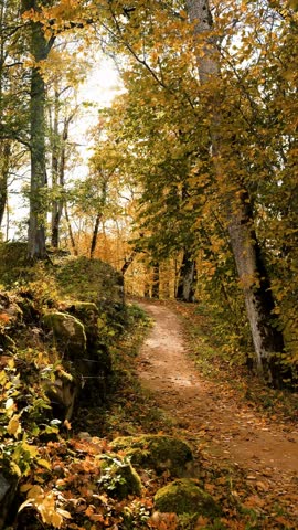 Calm nature background video, fall trees and sun, autumn aesthetic