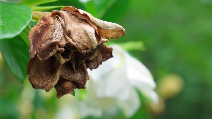 Withered brown gardenia flowers swaying in the wind.