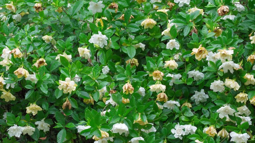 Background footage of gardenia flowers covered with raindrops after the rain. It includes the sound of birds chirping.