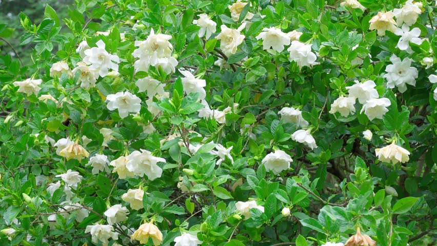 A close-up of a gardenia flower with raindrops on it after the rain. Pan to the right as if looking around. It includes the sound of birds chirping.