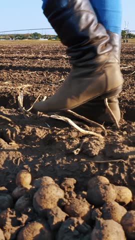 Farmer in boots walks across the field. close-up. legs in farming boots. potato harvesting. agricultural field. at sunset