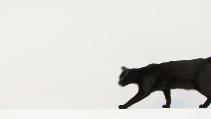 Black mixed-breed cat walking and facing the camera | Shutterstock HD Video #3828053