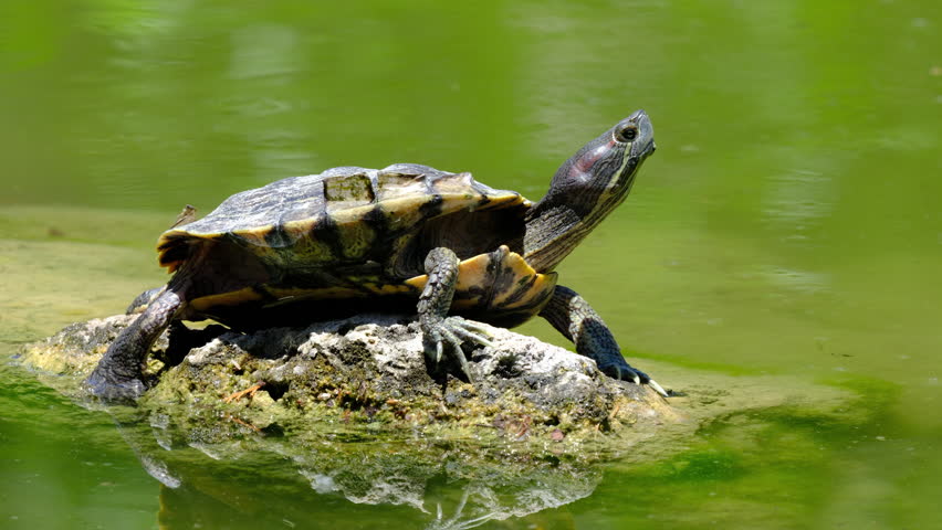 a turtle on a rock in the lake
