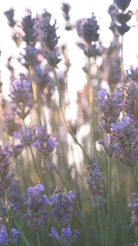 Lavender fields with fragrant purple flowers bloom at sunset. Lush lavender bushes in endless rows. Organic Lavender Oil Production in Europe. Garden aromatherapy. Slow motion, close up, macro.