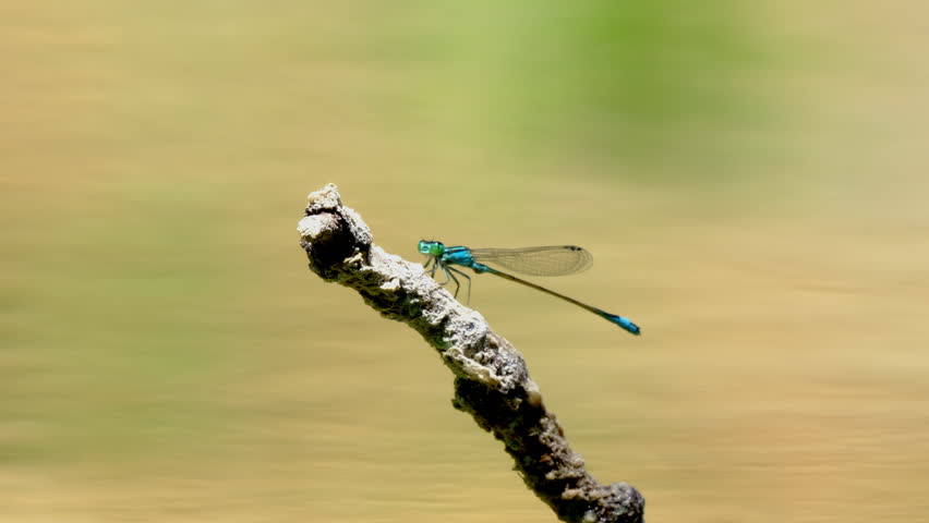 beautiful dragonfly in the forest