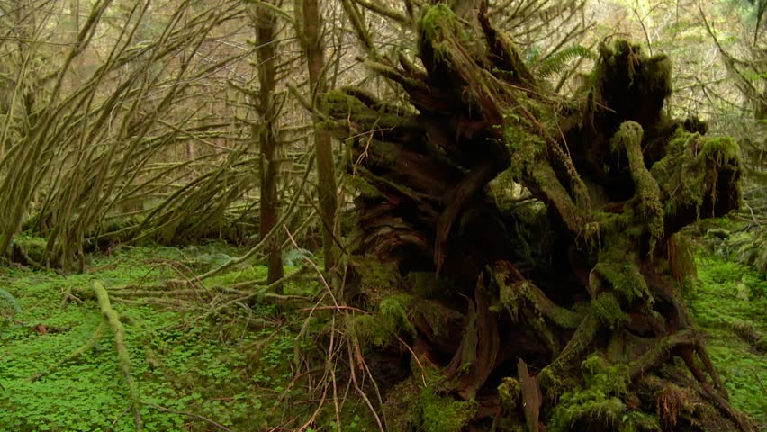 Fallen and Grown Over Tree In Forest