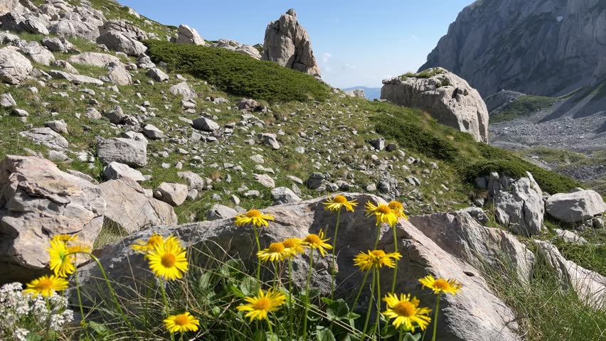 Yellow flowers of Arnica montana sway in the wind on a rocky mountainside surrounded by mountains and rock debris