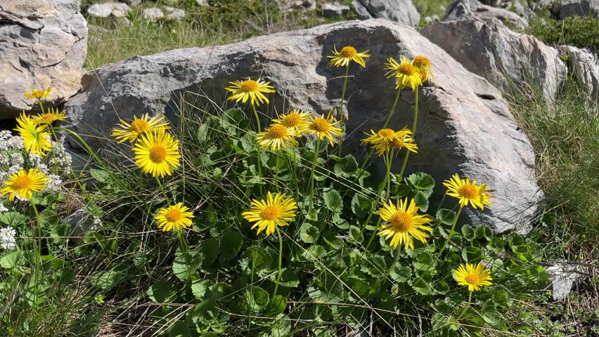 Bright yellow mountain flowers sway in the wind on a mountain slope on a sunny day