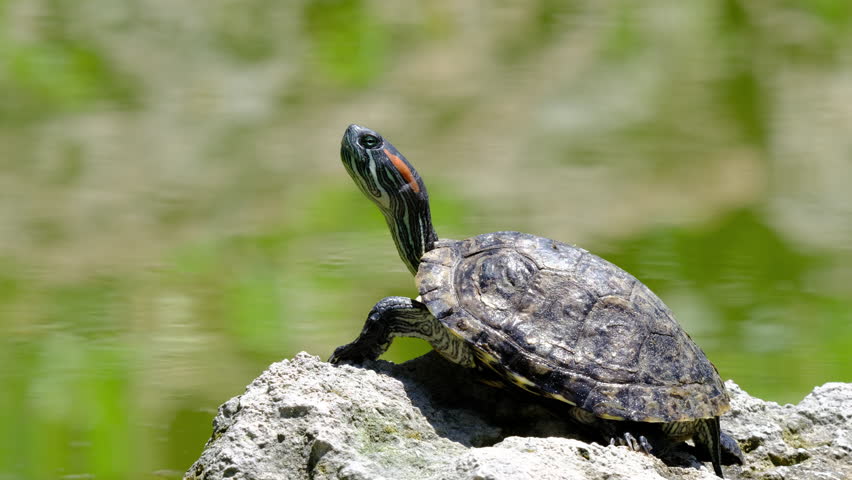 a turtle on a rock in the lake
