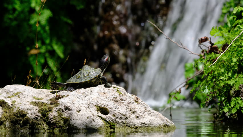 a turtle on a rock in the lake