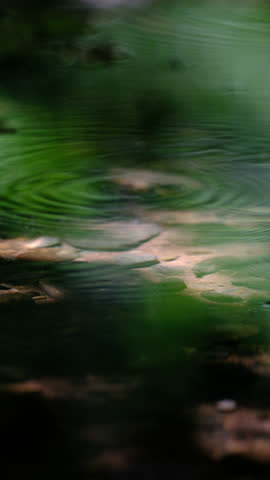 water flowing in the forest
