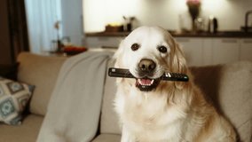 Dog holding remote on sofa in warm cozy living room. Portrait of lovely Golden Retriever puppy, who is sitting on couch with remote control in mouth and watching advertisement on TV. Lazy day off at - Powered by Shutterstock - Get 15% off with code: PIKWIZARD15
