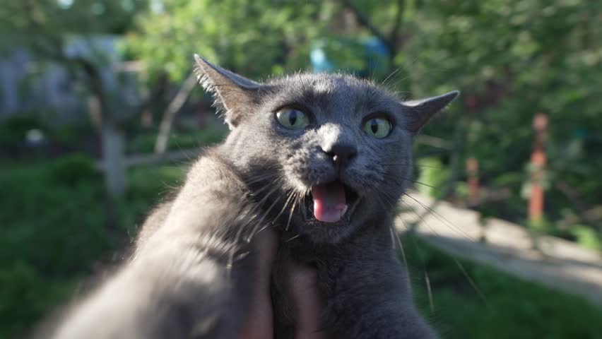 Cat Hissing and Scratching During Owner's Attempt to Cuddle