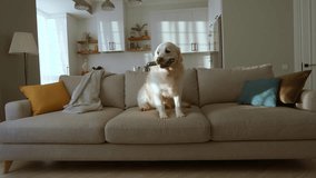 Retriever prepares for evening routine by jumping on sofa with remote - Powered by Shutterstock - Get 15% off with code: PIKWIZARD15