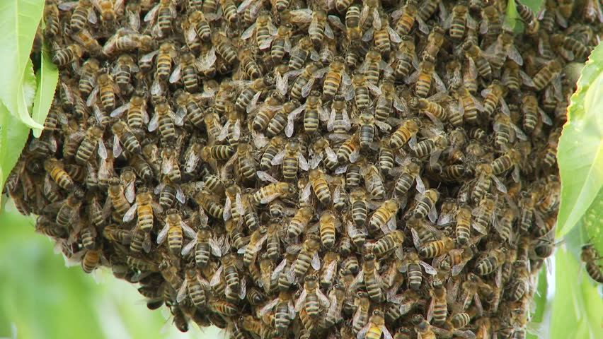 Closeup of a bee swarm
