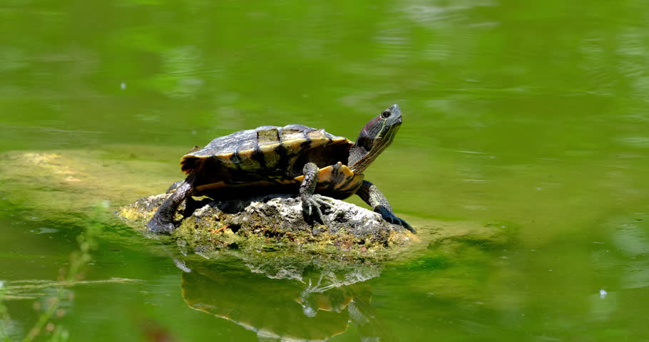 a turtle on a rock in the lake